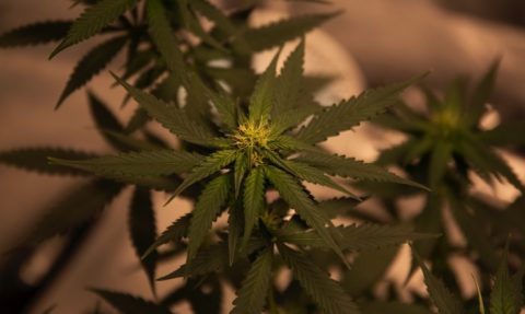 cannabis