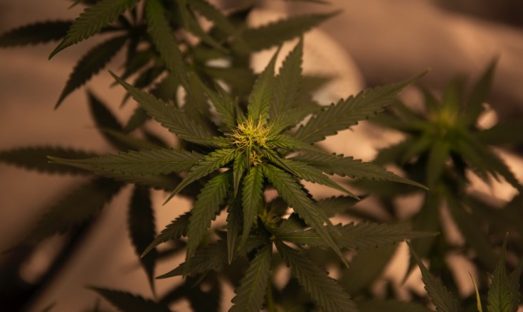 cannabis