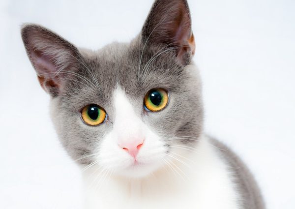 kattenverzekering